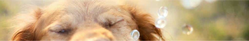 happy-dog-01
