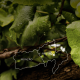 Rota do Alvarinho de Monção & Melgaço apresenta-se com imagem renovada e forte presença online