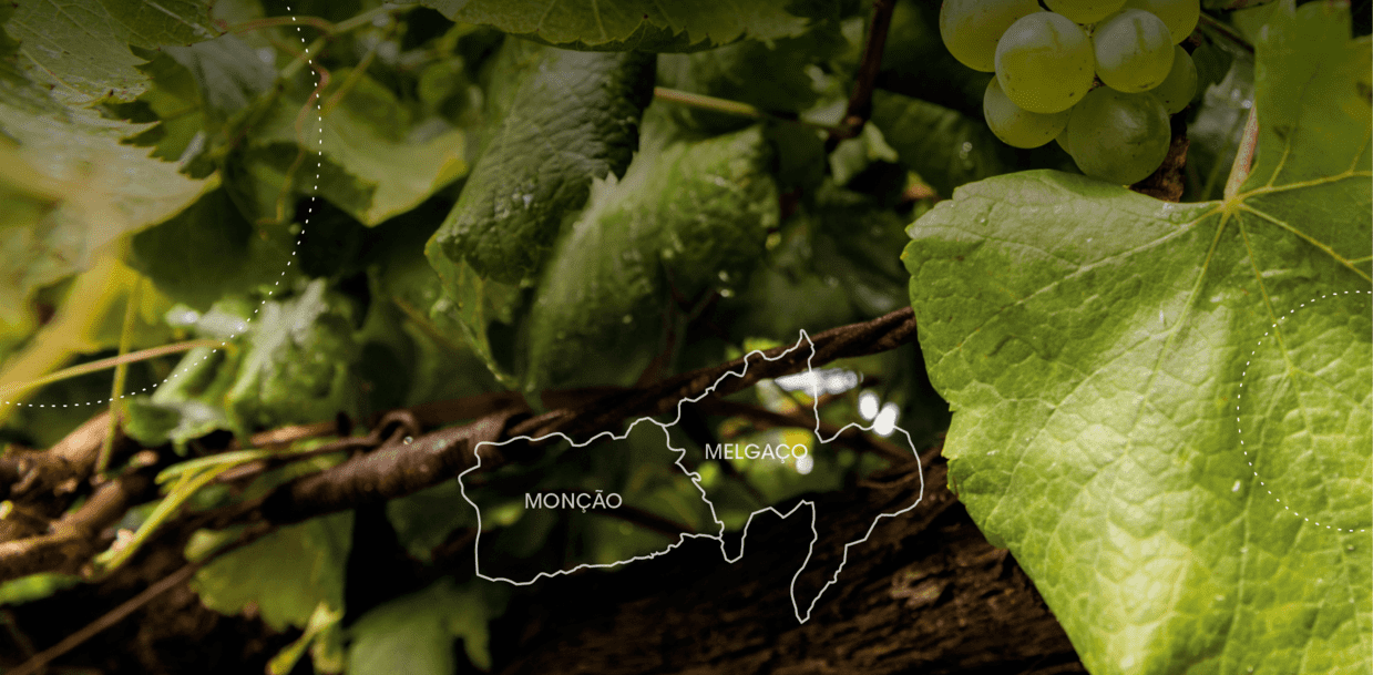 Rota do Alvarinho de Monção & Melgaço apresenta-se com imagem renovada e forte presença online